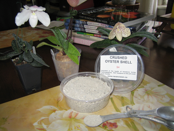 Oyster Shell